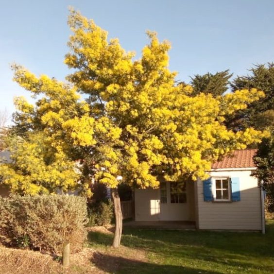 Un chalet au terrain de camping